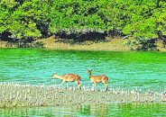 ৫৩ বছরেও নেই কোনো মহাপরিকল্পনা: সুন্দরবন . .