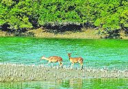 ৫৩ বছরেও নেই কোনো মহাপরিকল্পনা: সুন্দরবন . .